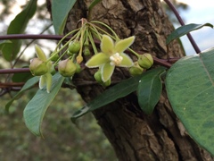 Blepharodon mucronatum