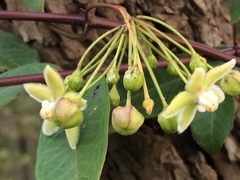 Blepharodon mucronatum