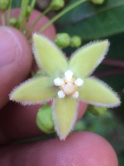 Blepharodon mucronatum