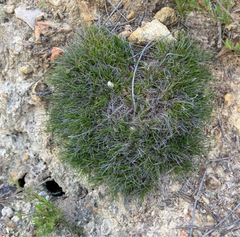 Schoenus breviculmis