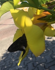 Codatractus yucatanus