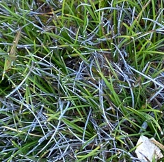 Schoenus breviculmis