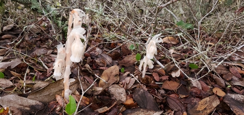 Monotropa uniflora image