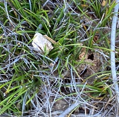 Schoenus breviculmis