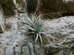 Hechtia mapimiana