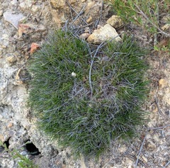 Schoenus breviculmis