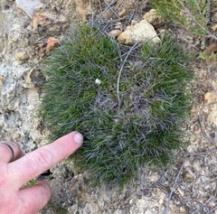 Schoenus breviculmis