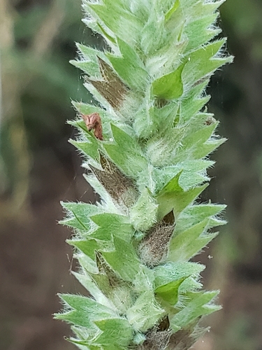 Salvia hispanica