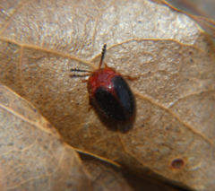 Stenotarsus hispidus