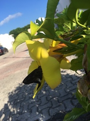 Codatractus yucatanus