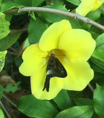 Codatractus yucatanus