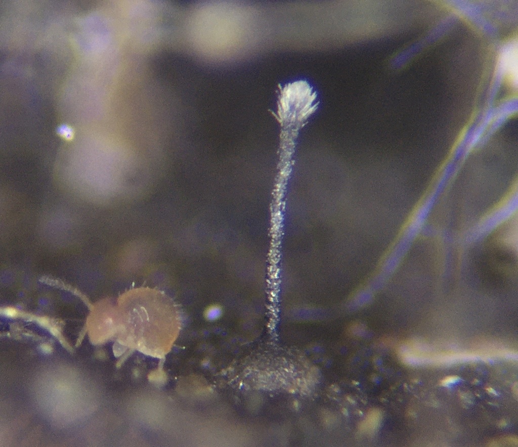 Spumatoria