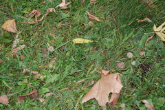 Scorzoneroides autumnalis