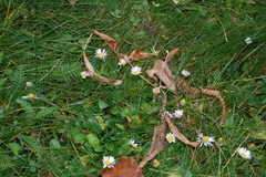 Bellis perennis
