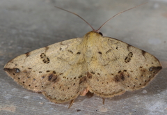 Hemeroplanis floccalis