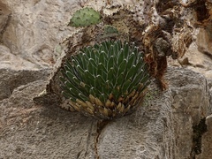 Agave victoriae-reginae
