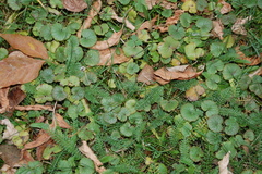 Glechoma hederacea