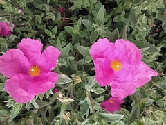 Cistus × incanus