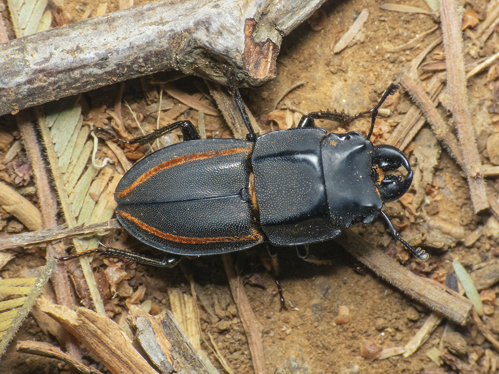 Sclerostomini