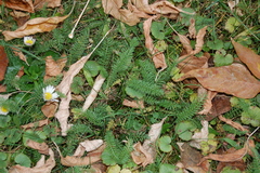 Achillea millefolium