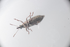 Rhicnobelus metallicus