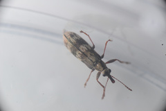 Rhicnobelus metallicus