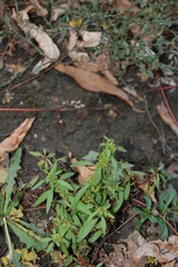 Rumex maritimus
