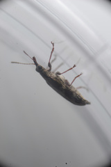 Rhicnobelus metallicus