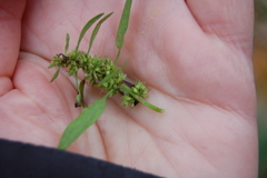 Rumex maritimus