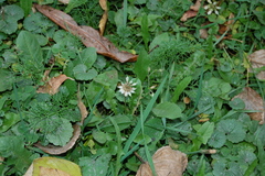 Trifolium repens