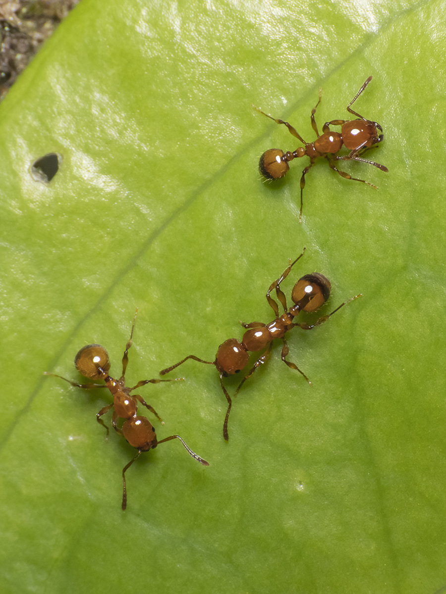 Monomorium latastei