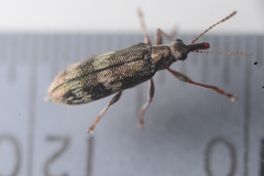 Rhicnobelus metallicus