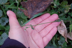 Cerastium holosteoides