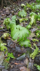 Petasites frigidus palmatus