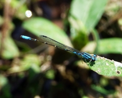 Acanthagrion lancea