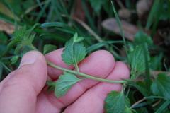 Veronica persica