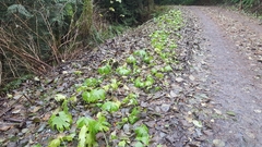 Petasites frigidus palmatus