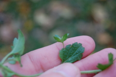 Veronica persica