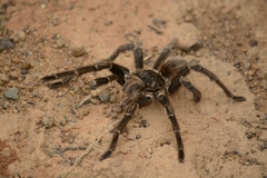Acanthoscurria paulensis