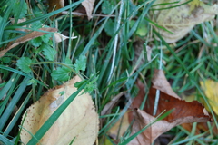Veronica persica