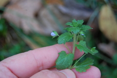 Veronica persica