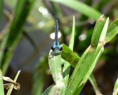 Acanthagrion lancea