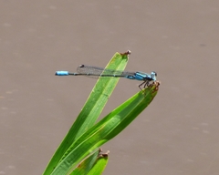 Acanthagrion lancea