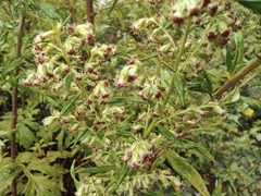 Artemisia argyi