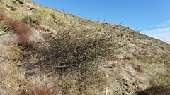Fremontodendron