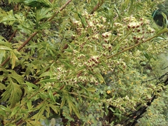 Artemisia argyi