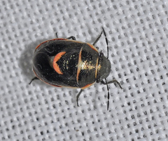 Trochiscocoris hemipterus