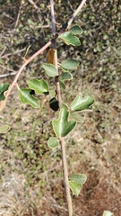 Fremontodendron