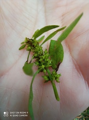 Rumex maritimus