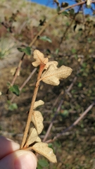 Fremontodendron